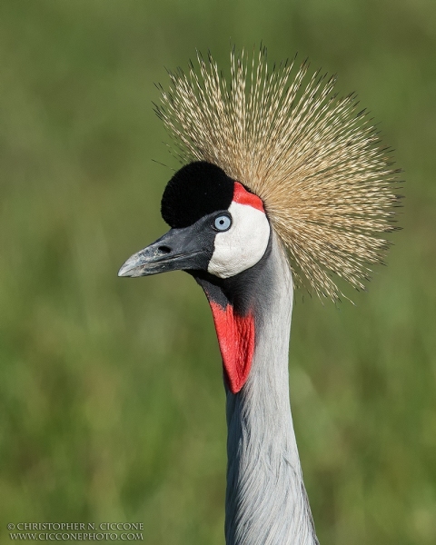 Grey Crowned-Crane