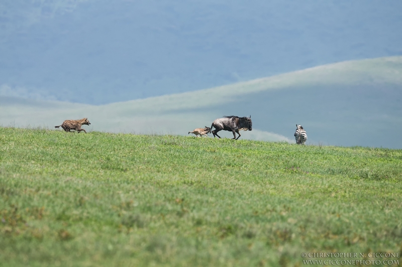 Hyaena chasing Wildebeest