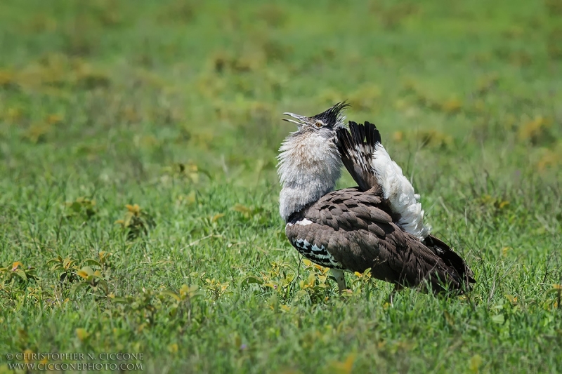 Kori Bustard