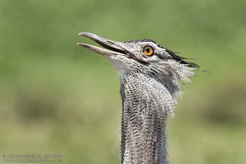 Kori Bustard