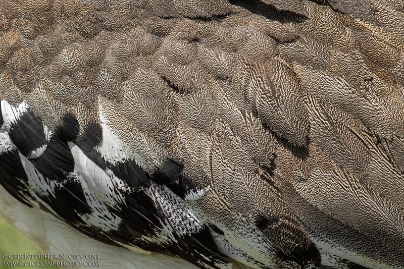 Kori Bustard