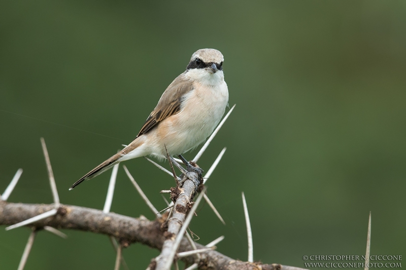 Isabelline Shrike