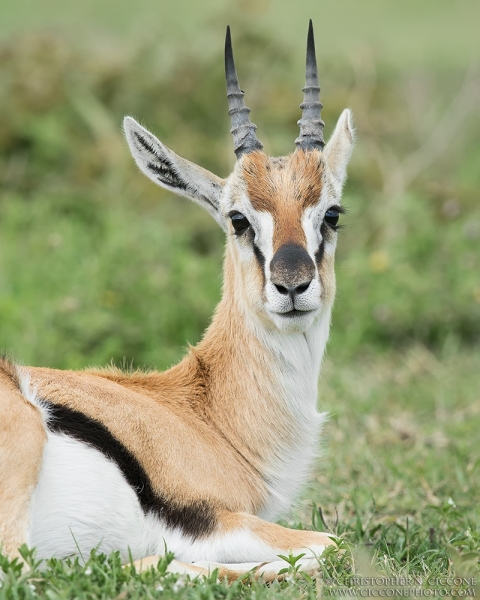 Thompson's Gazelle