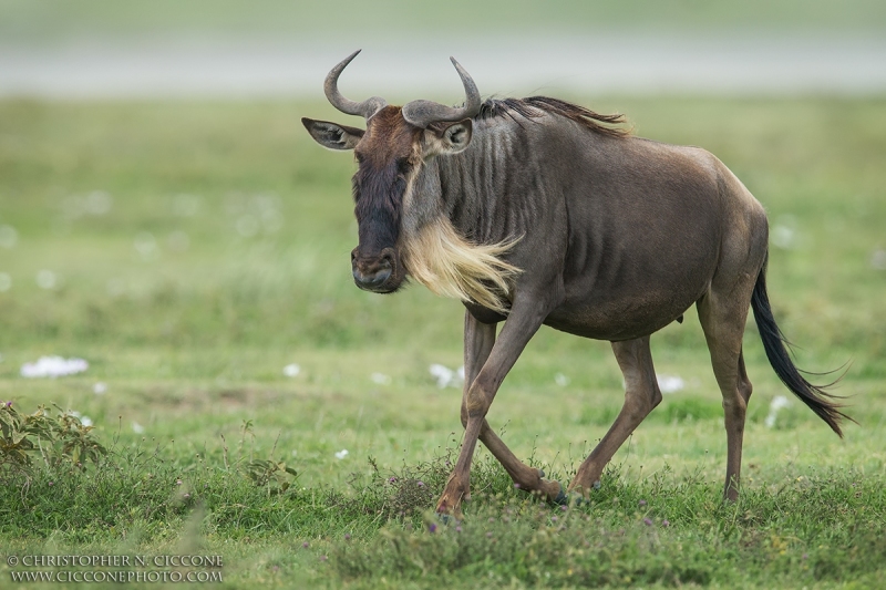 Blue Wildebeest