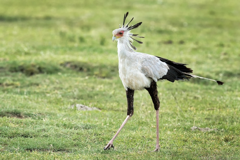 Secretary Bird