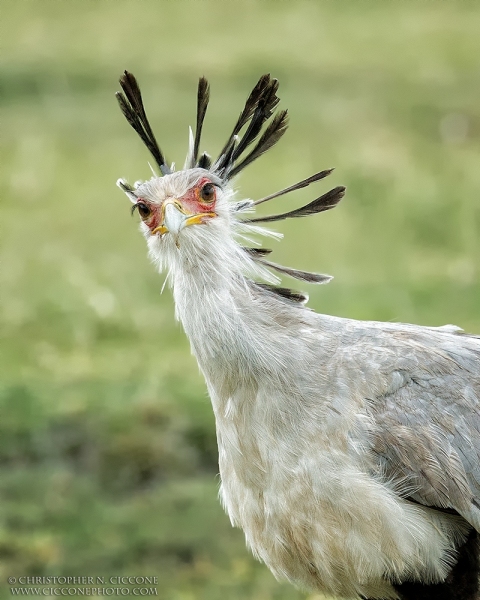 Secretary Bird