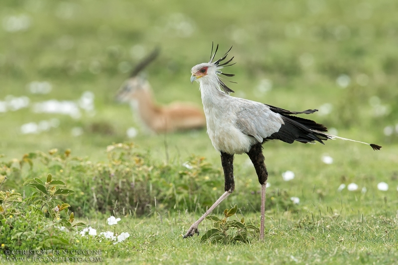 Secretary Bird