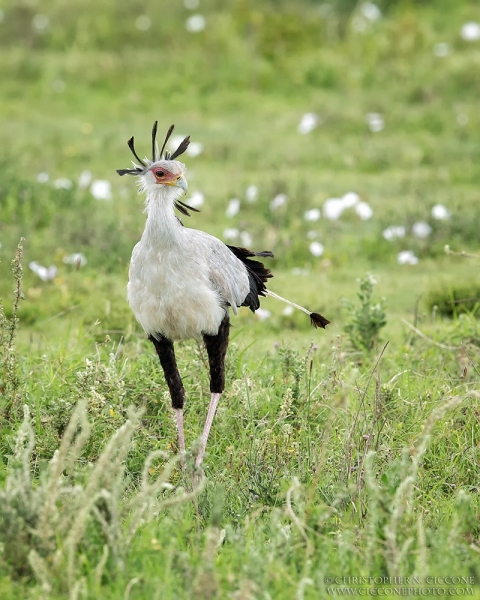 Secretary Bird