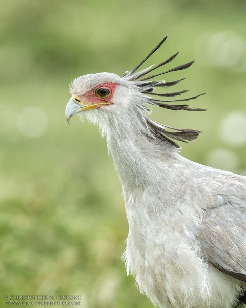 Secretary Bird