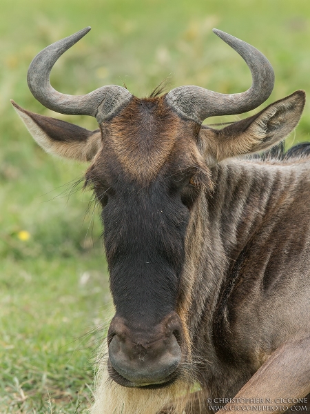 Blue Wildebeest