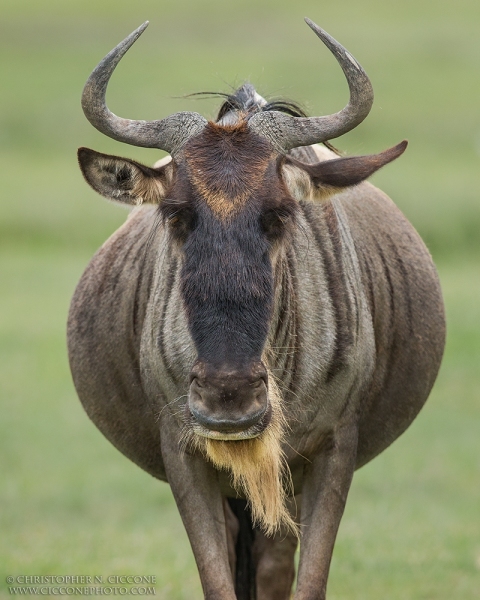 Blue Wildebeest