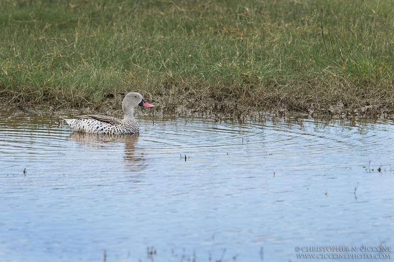 Cape Teal