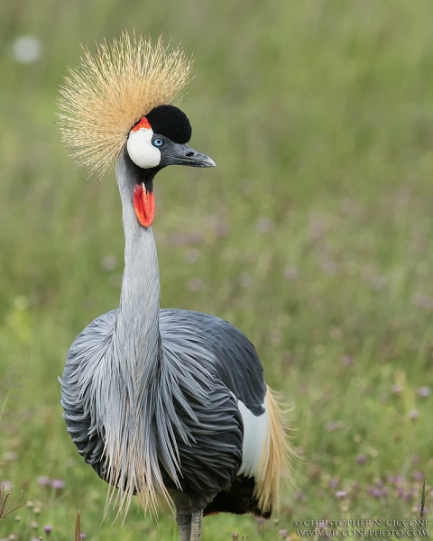 Grey Crowned-Crane