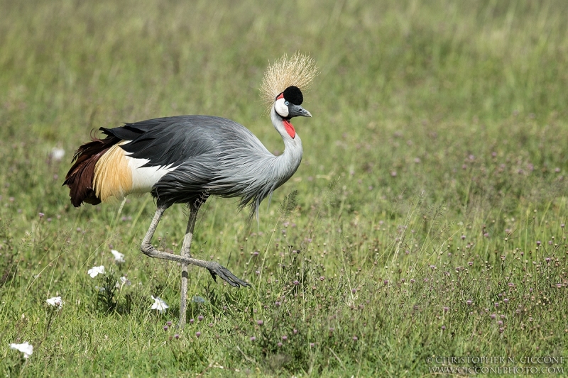 Grey Crowned-Crane