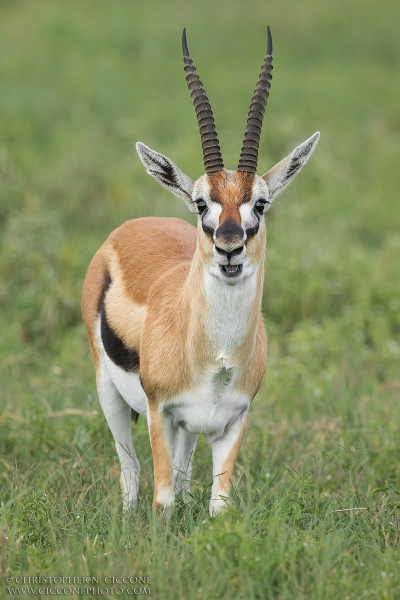 Thompson's Gazelle