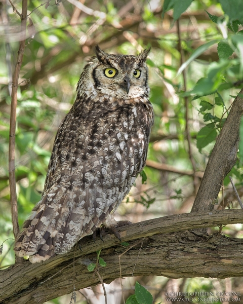 Spotted Eagle-Owl