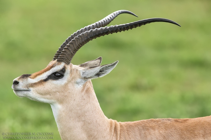 Grant's Gazelle