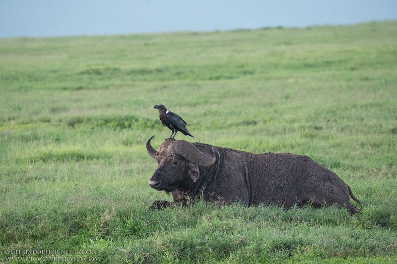 Savanna Buffalo