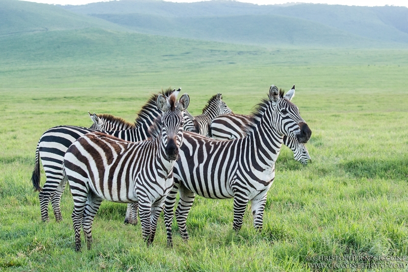 Plains Zebra