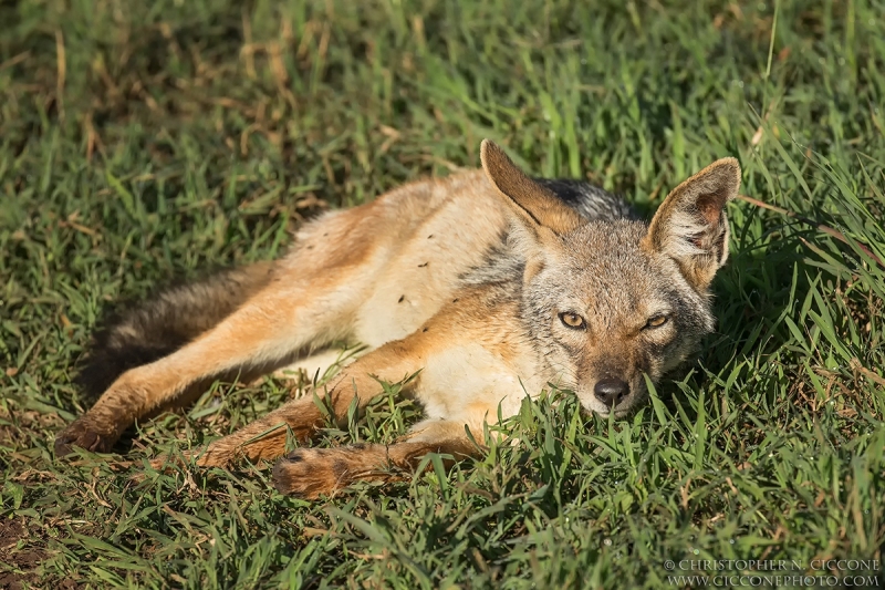 Black-backed Jackal