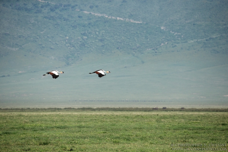 Grey Crowned-Crane