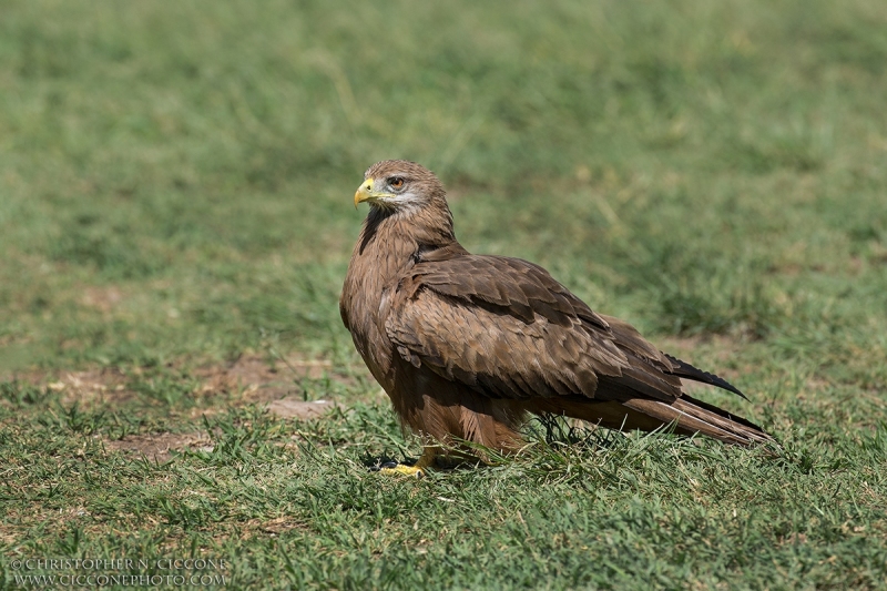 Black Kite