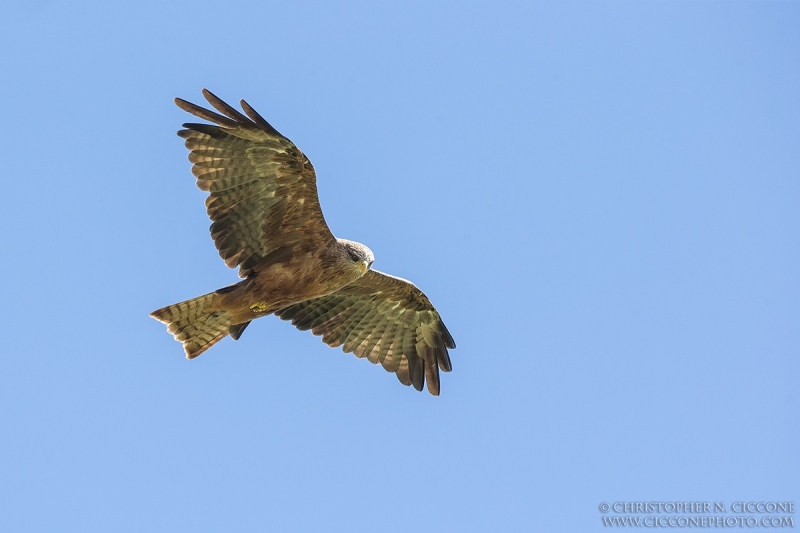 Black Kite