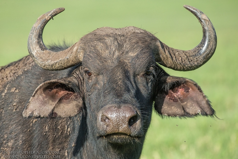 Savanna Buffalo