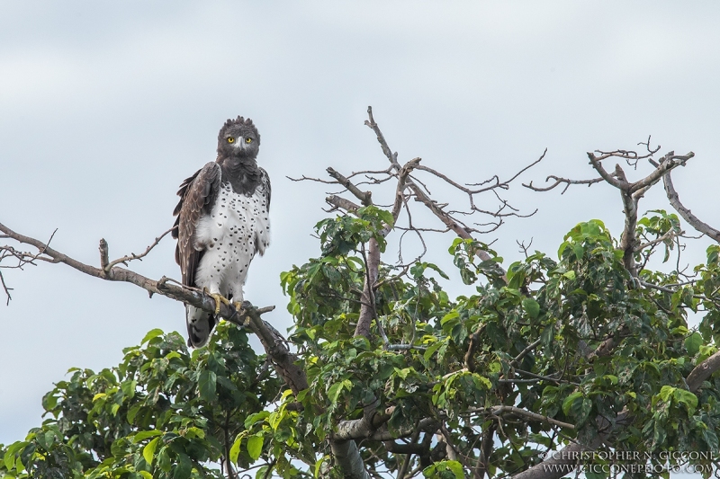 Martial Eagle