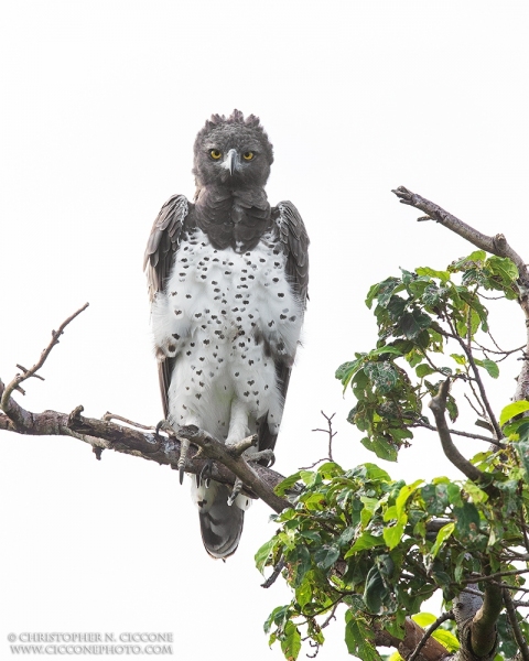 Martial Eagle