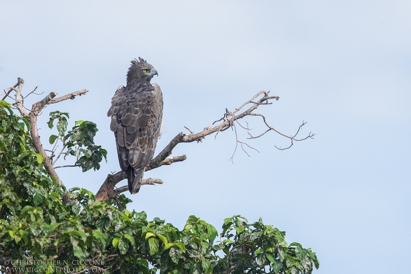 Martial Eagle