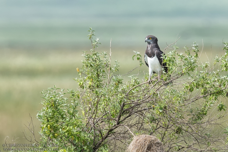 Black-chested Snake Eagle