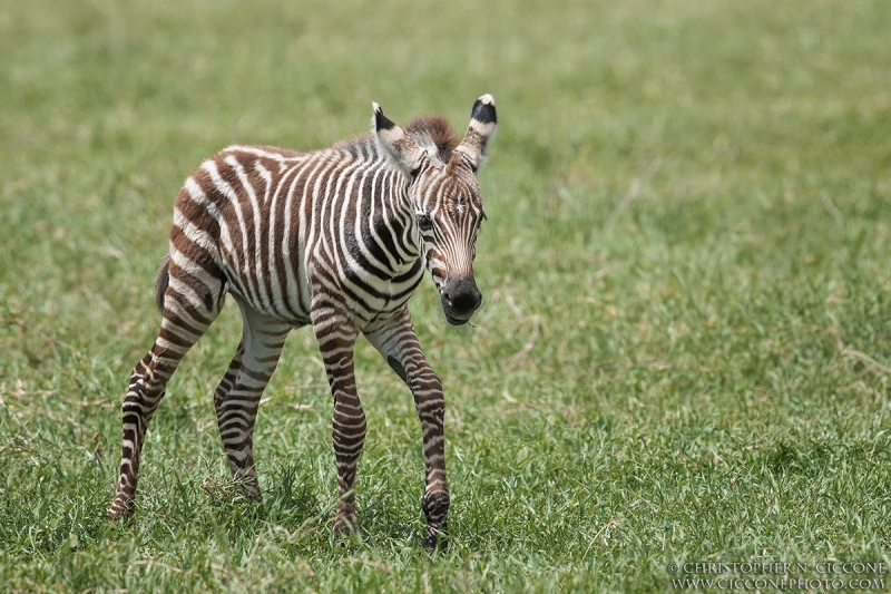 Plains Zebra Colt