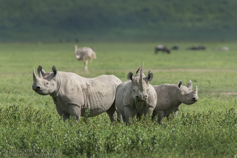 Black Rhinoceros