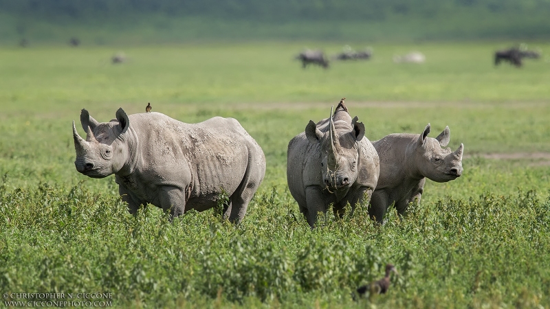 Black Rhinoceros