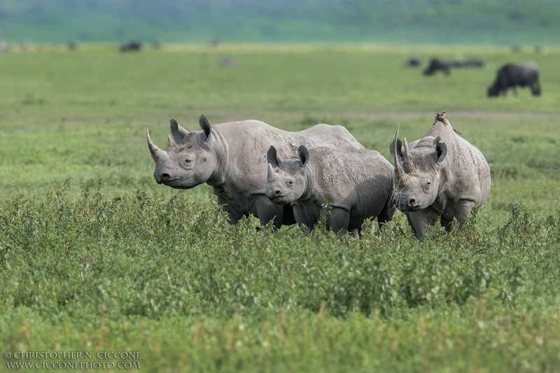 Black Rhinoceros