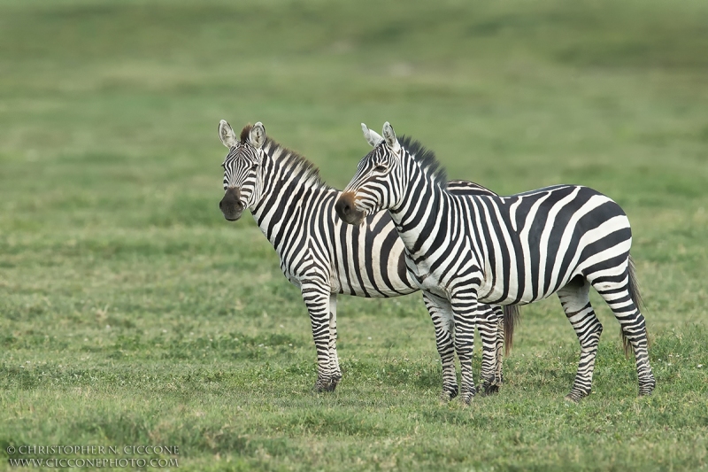 Plains Zebra