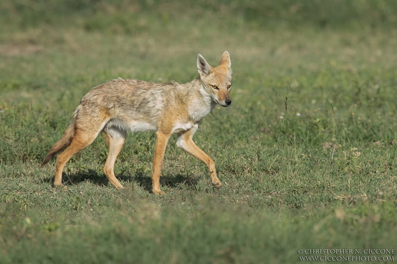 Common/Golden Jackal