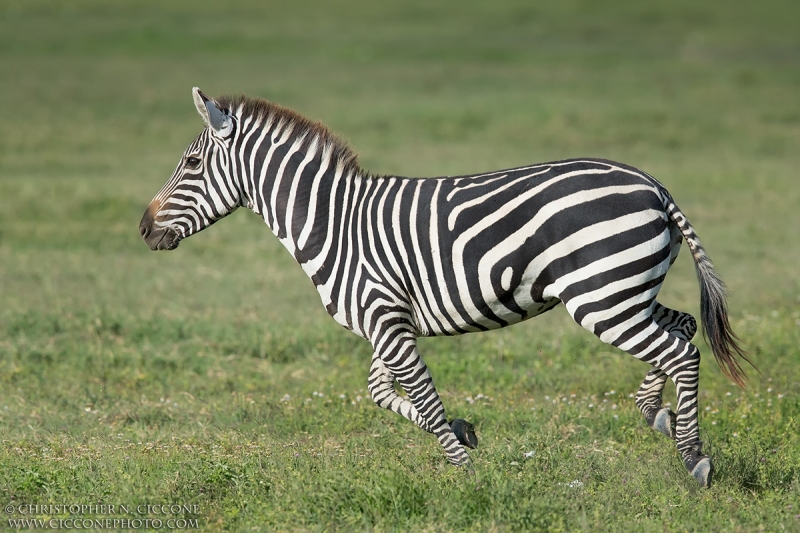 Plains Zebra