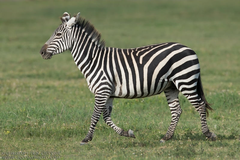 Plains Zebra