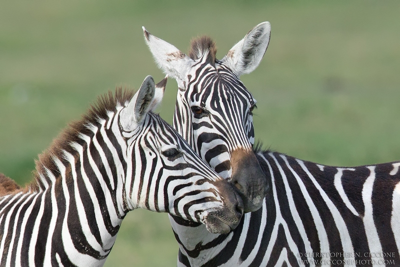 Plains Zebra