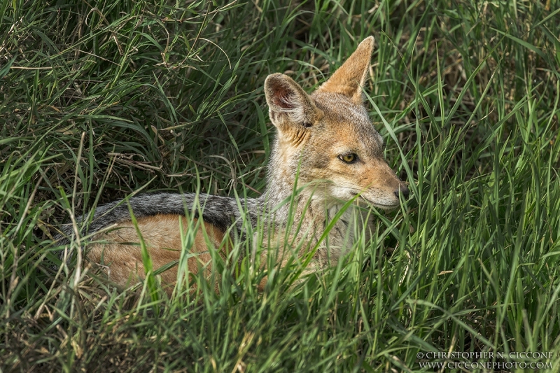 Black-backed Jackal