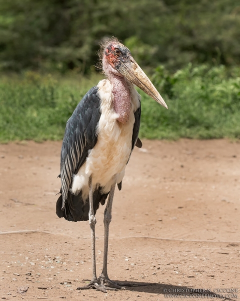 Marabou Stork