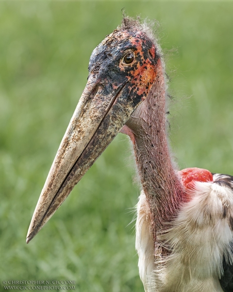 Marabou Stork