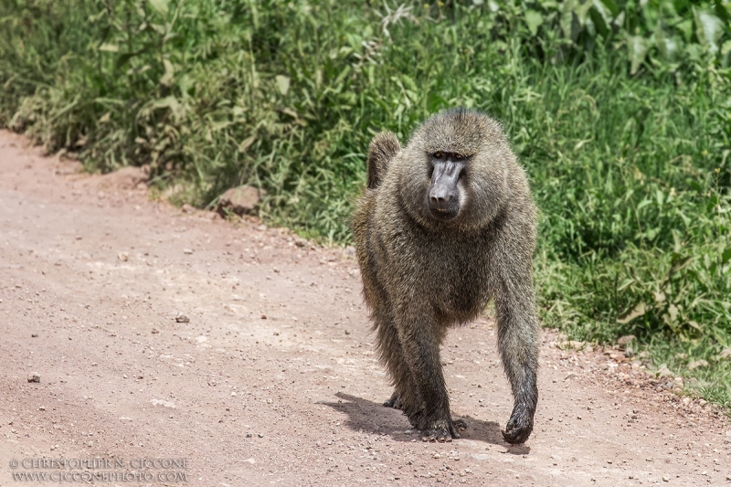 Olive Baboon