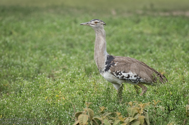 Kori Bustard