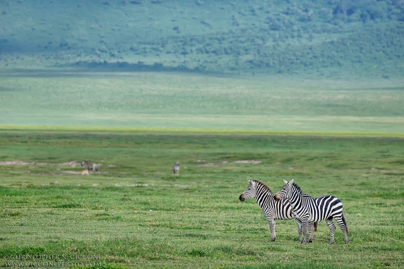 Plains Zebra