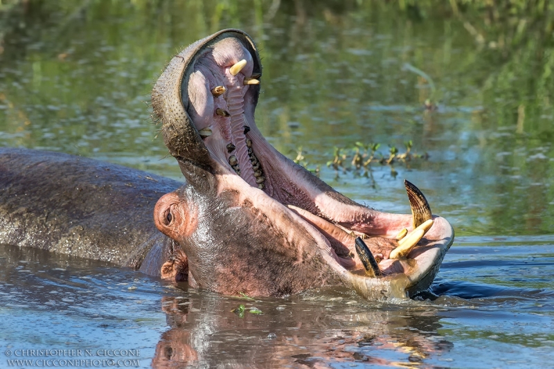 Common Hippopotamus