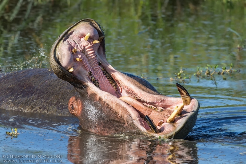 Common Hippopotamus