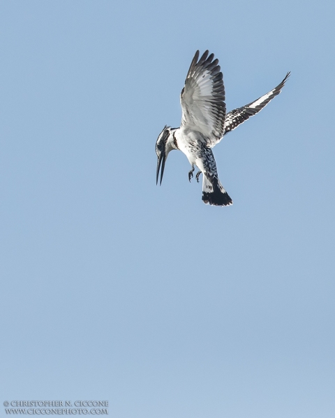 Pied Kingfisher